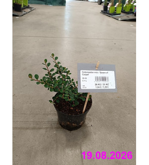 Cotoneaster micr. 'Queen of Carpet' C 1 L